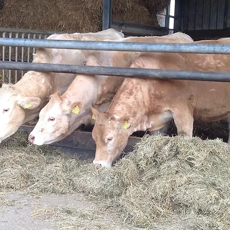 Appartement De Zandkant Biezenmortel