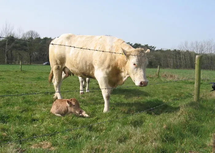 De Zandkant Appartement *