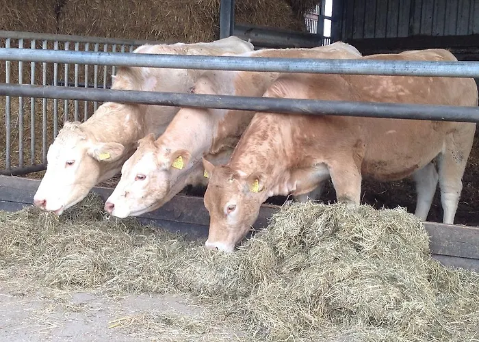 Appartement De Zandkant Biezenmortel