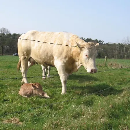 De Zandkant アパート *